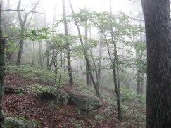 Early morning mist along the Pinhoti Trail in Alabama.