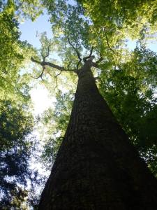 At the base of the Big Tree.